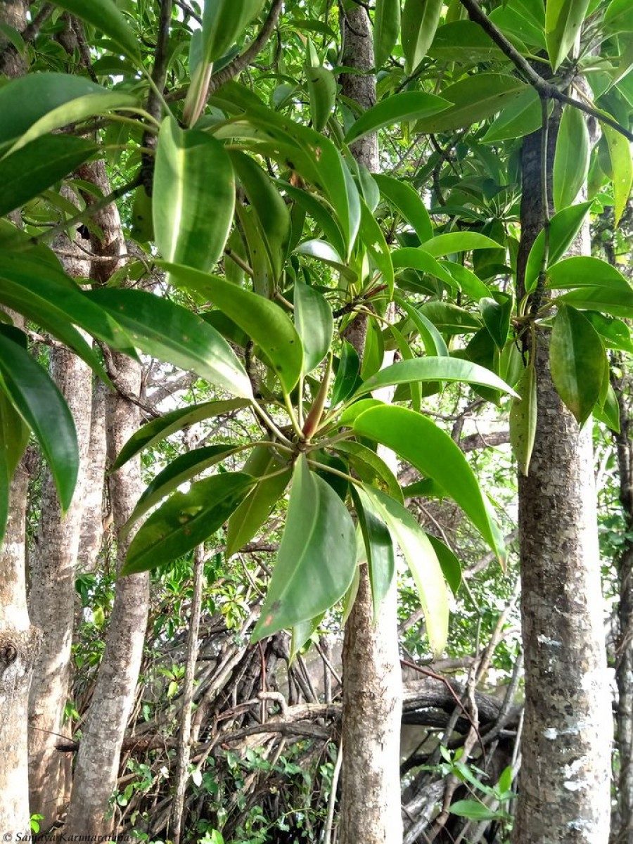 Bruguiera gymnorhiza (L.) Lam.